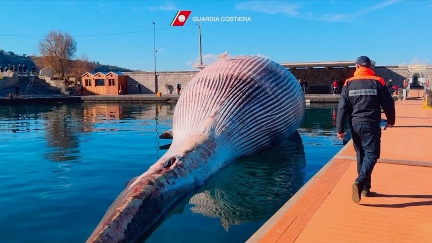 Video: U italských břehů našla pobřežní stráž tělo obří velryby
